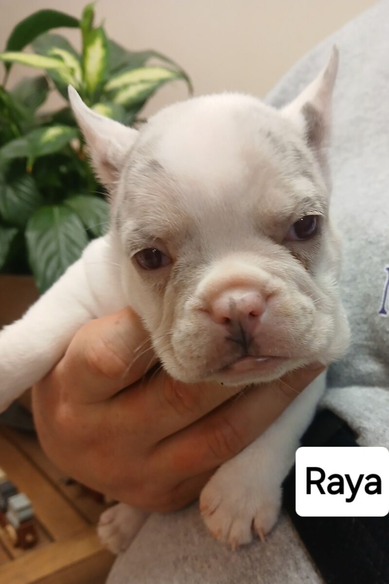 Raya (deaf) - The Road Home Animal Project