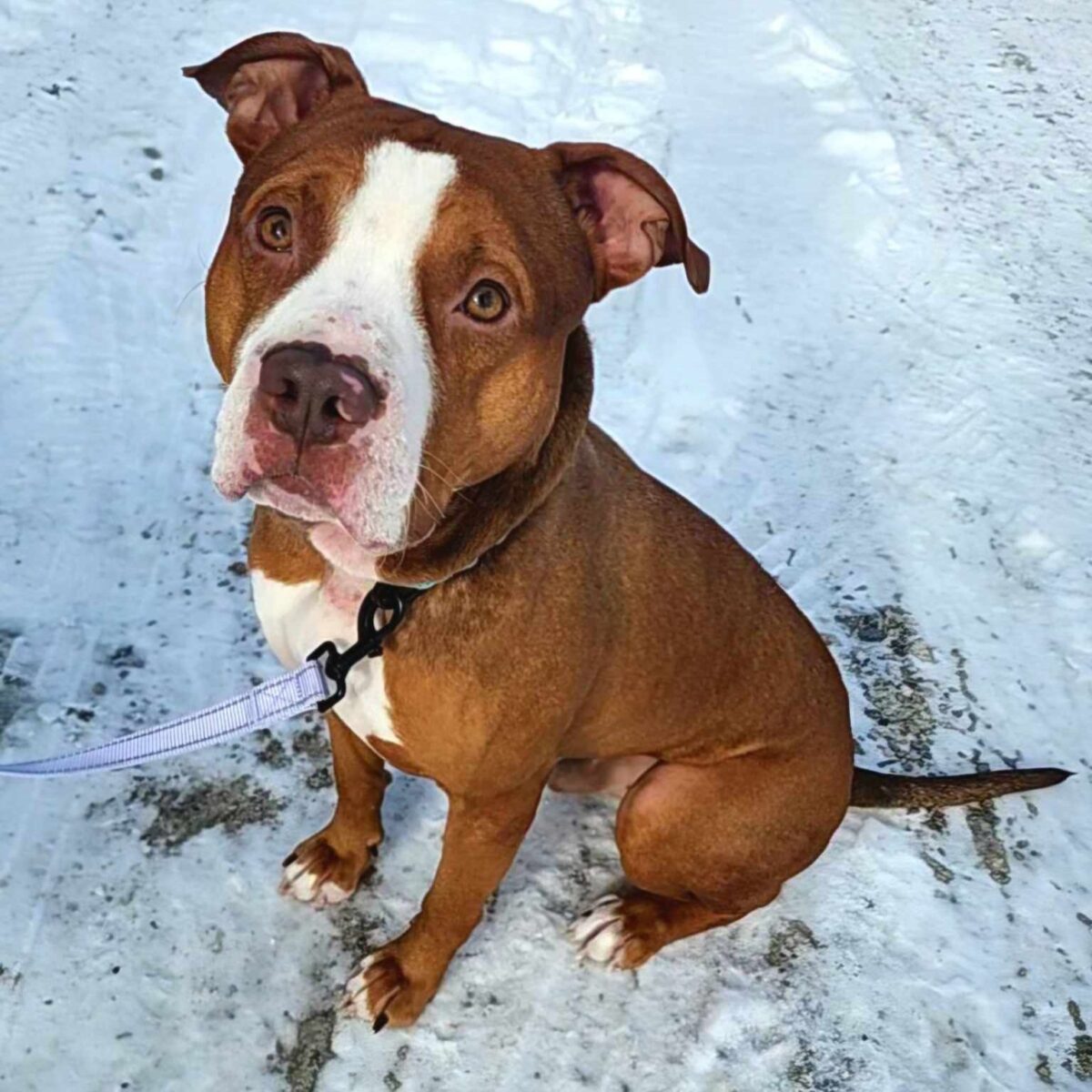 Roscoe - The Road Home Animal Project