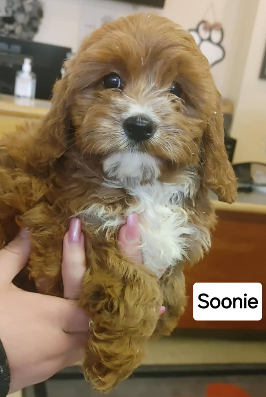 Soonie - The Road Home Animal Project