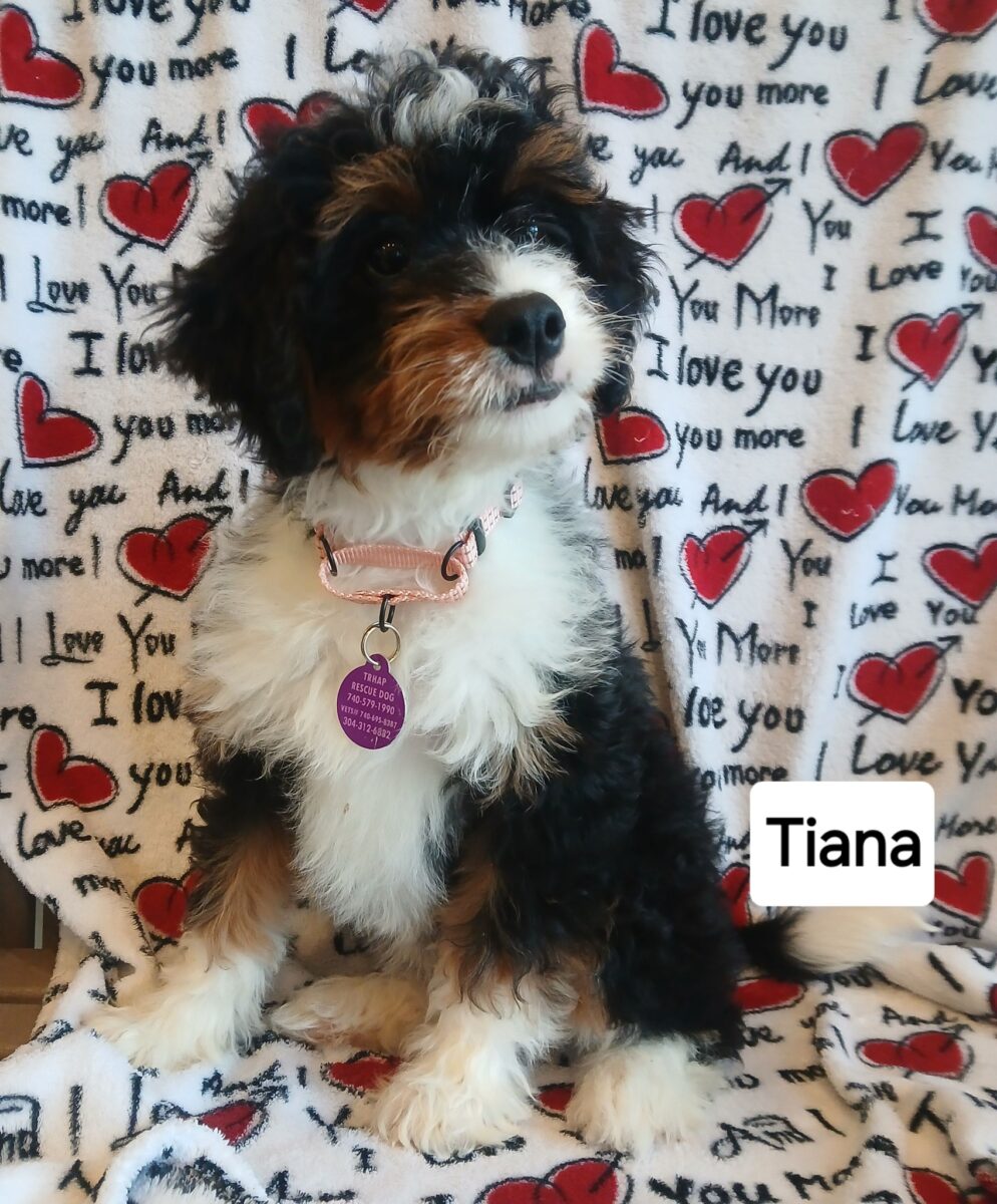 Tiana - The Road Home Animal Project