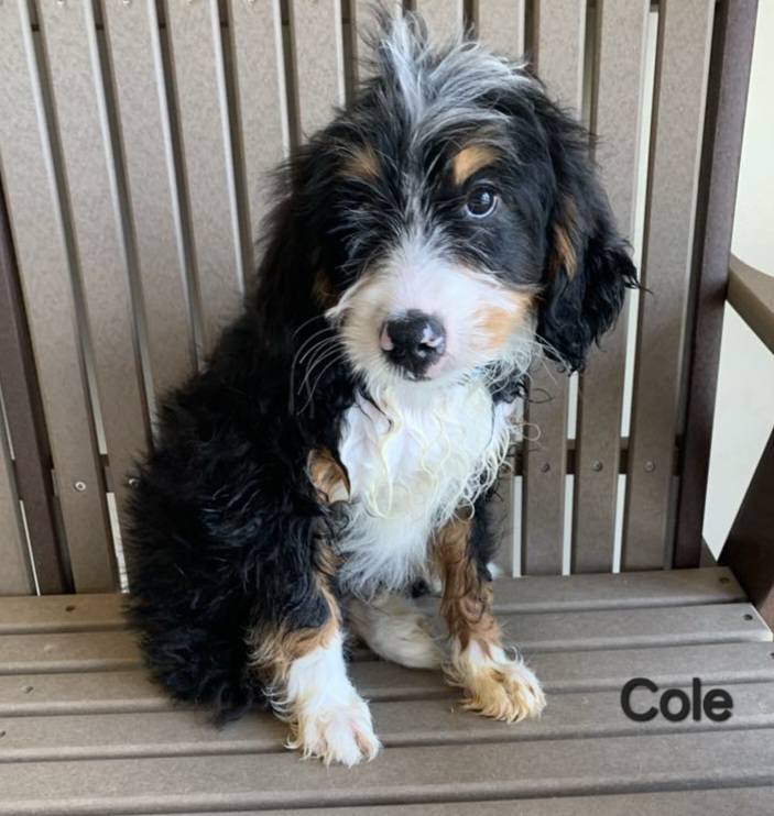 Cole - The Road Home Animal Project