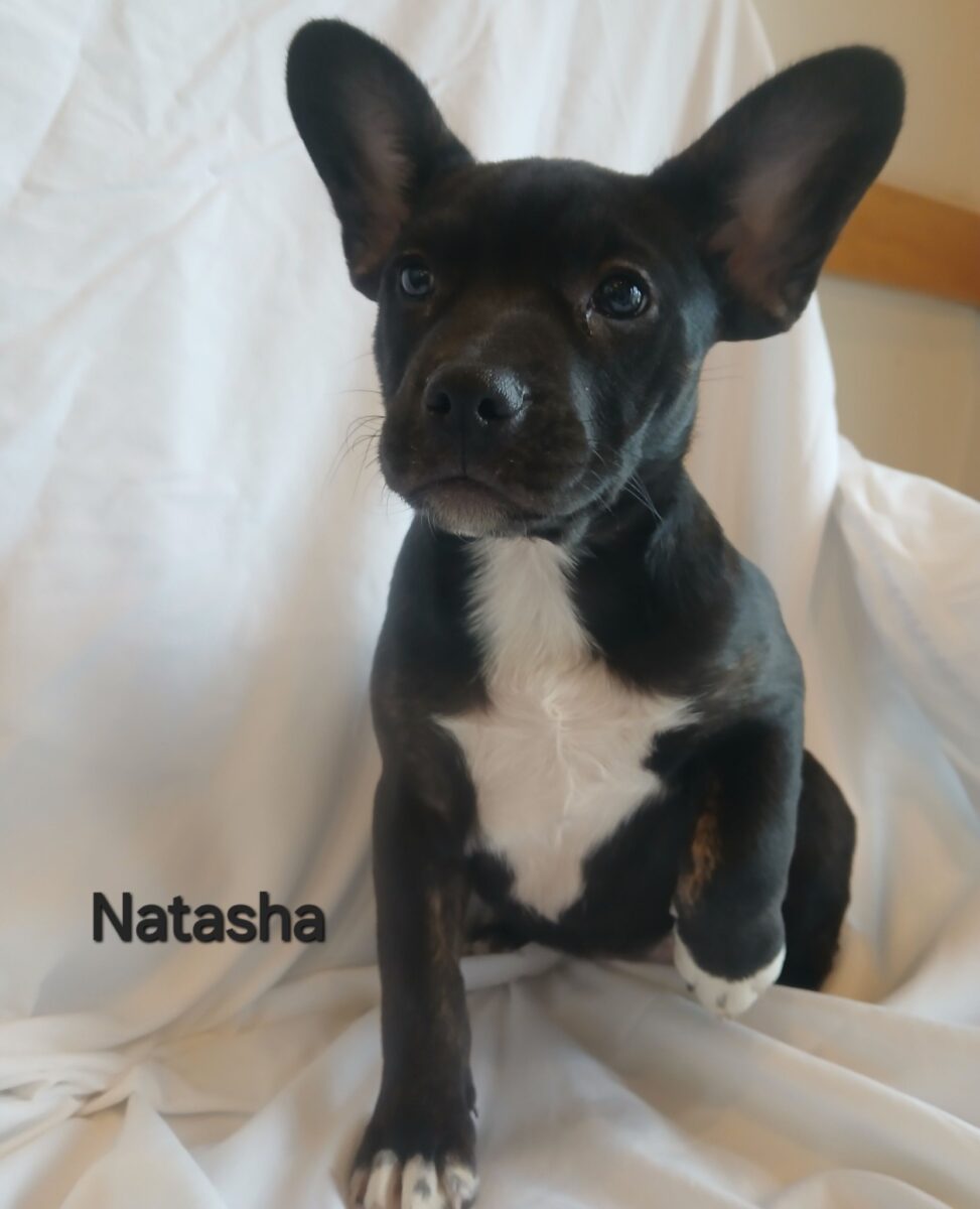 Natasha - The Road Home Animal Project