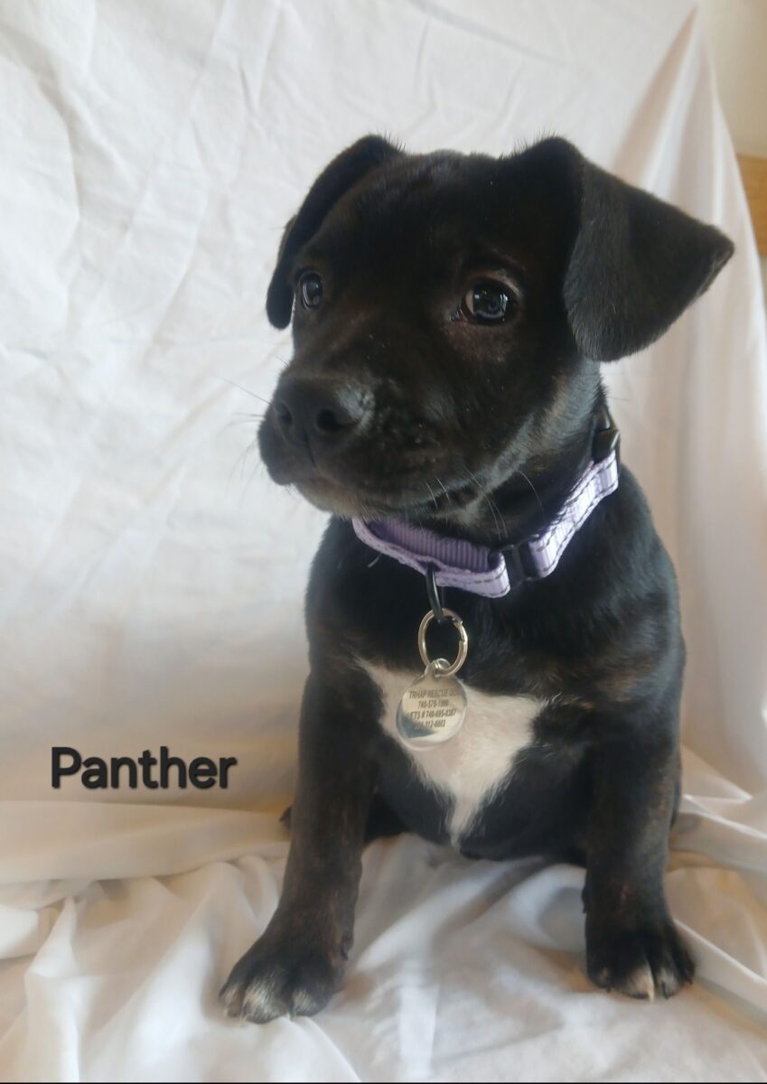 Panther - The Road Home Animal Project