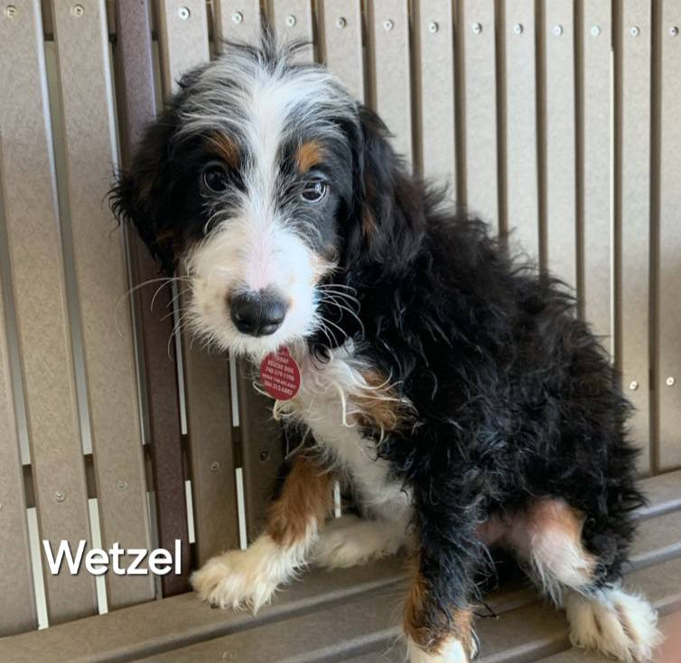 Wetzel - The Road Home Animal Project