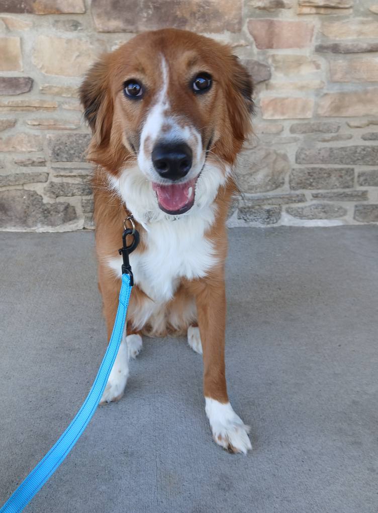 Coop (cell dog) - The Road Home Animal Project