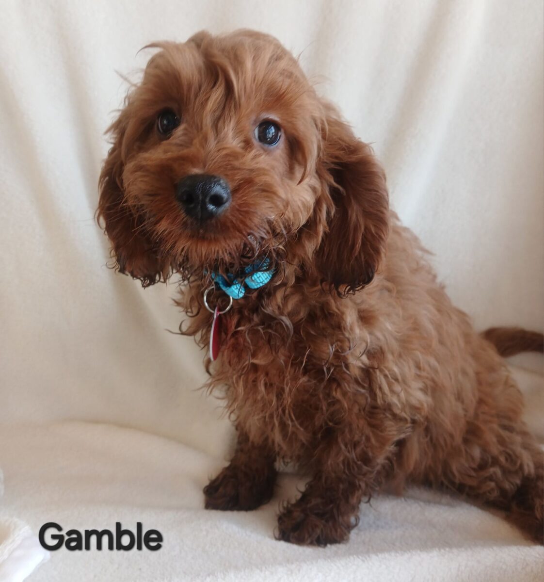 Gamble - The Road Home Animal Project