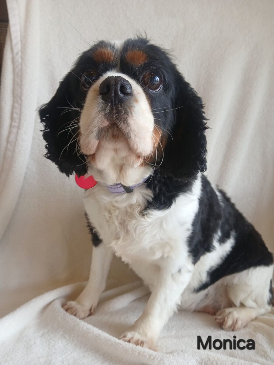 Monica - The Road Home Animal Project