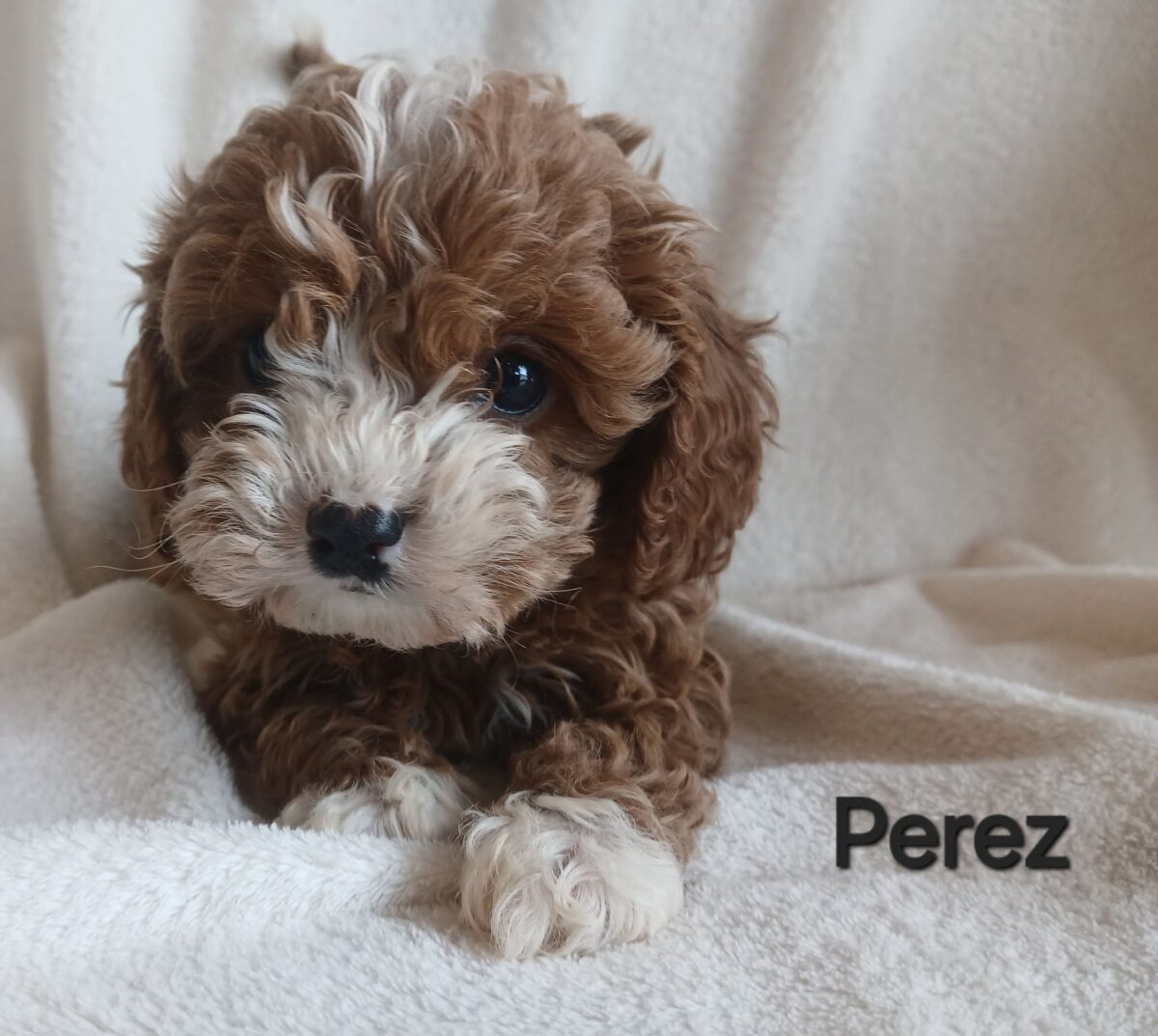 Perez - The Road Home Animal Project