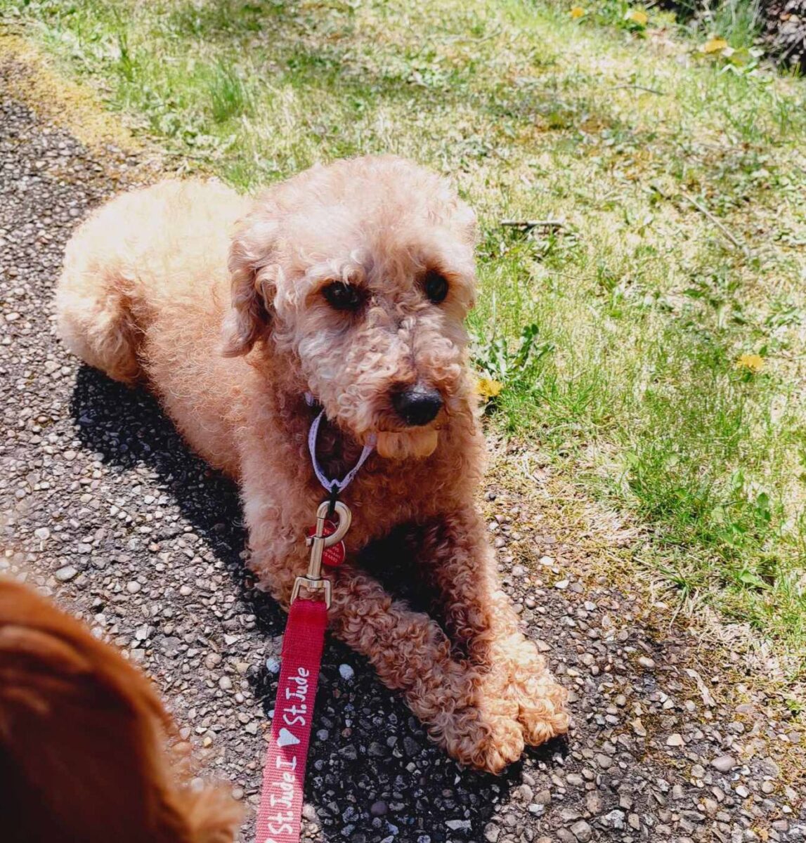 The Road Home Animal Project - Albert