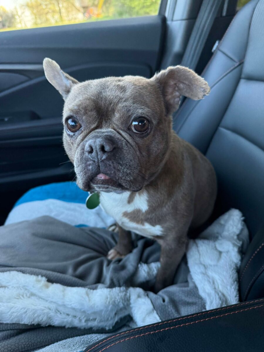 Dorothy - The Road Home Animal Project