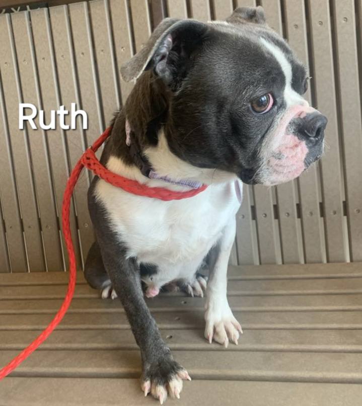 Ruth - The Road Home Animal Project