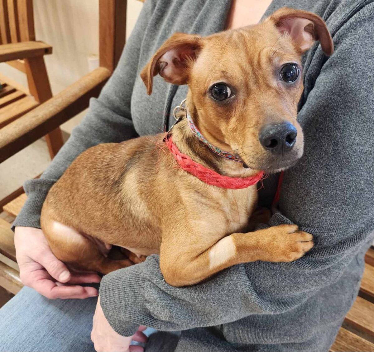 Shelby - The Road Home Animal Project