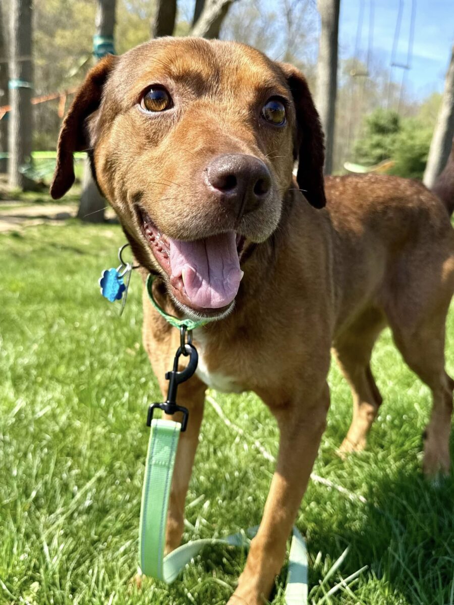 The Road Home Animal Project - Stella #2