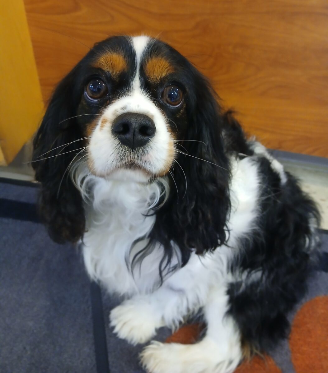 Watson - The Road Home Animal Project