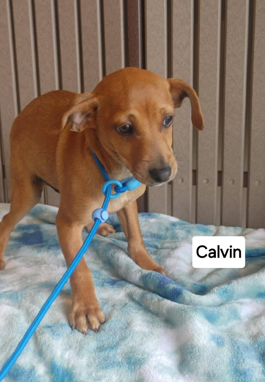 Calvin - The Road Home Animal Project