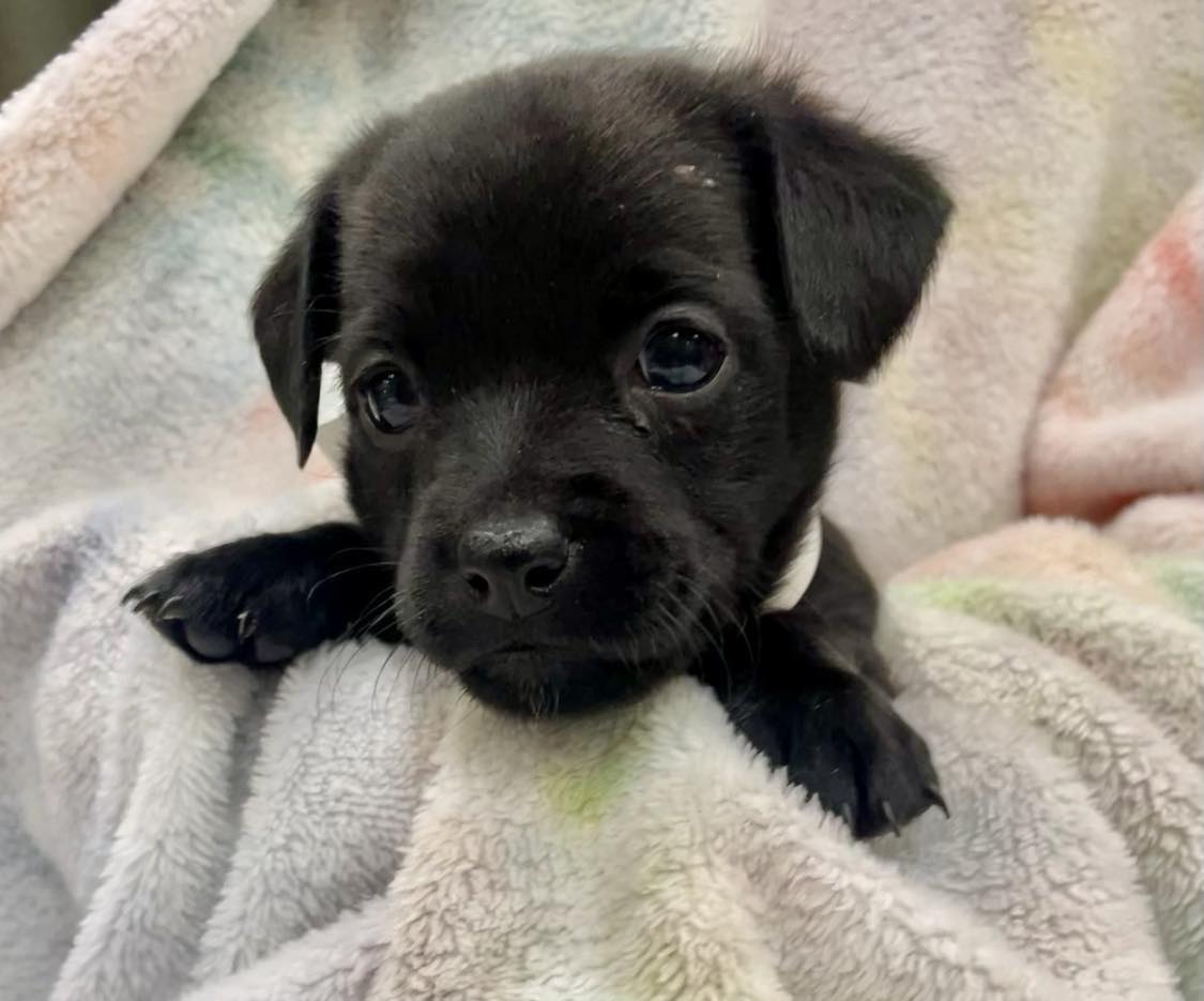 Camry (too young but accepting applications) - The Road Home Animal Project
