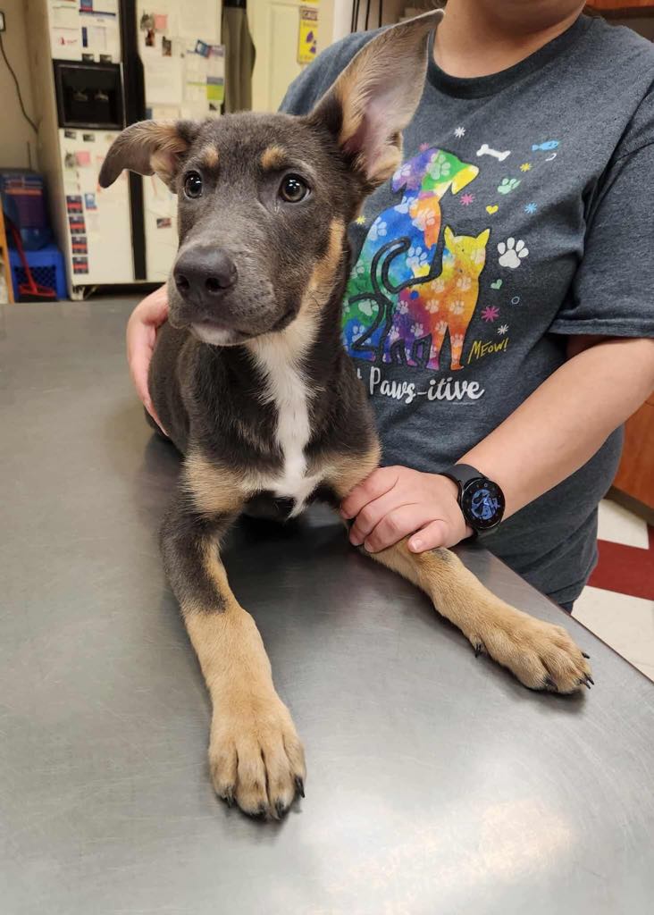 Carmella - The Road Home Animal Project