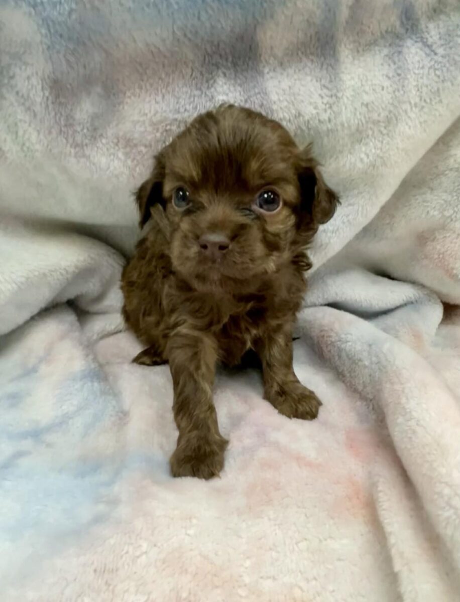 Corolla (too young but accepting applications) - The Road Home Animal Project