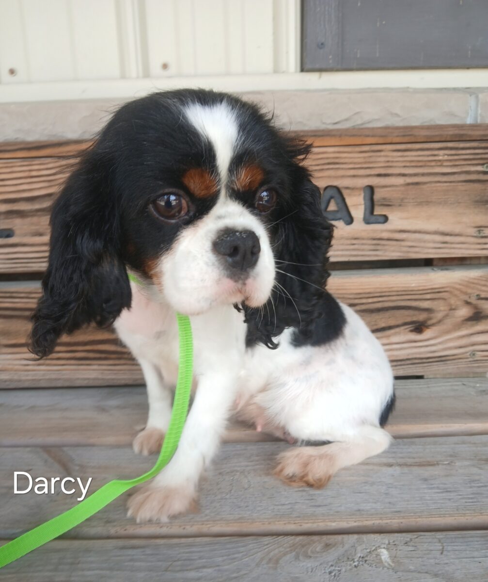 Darcy 2 - The Road Home Animal Project