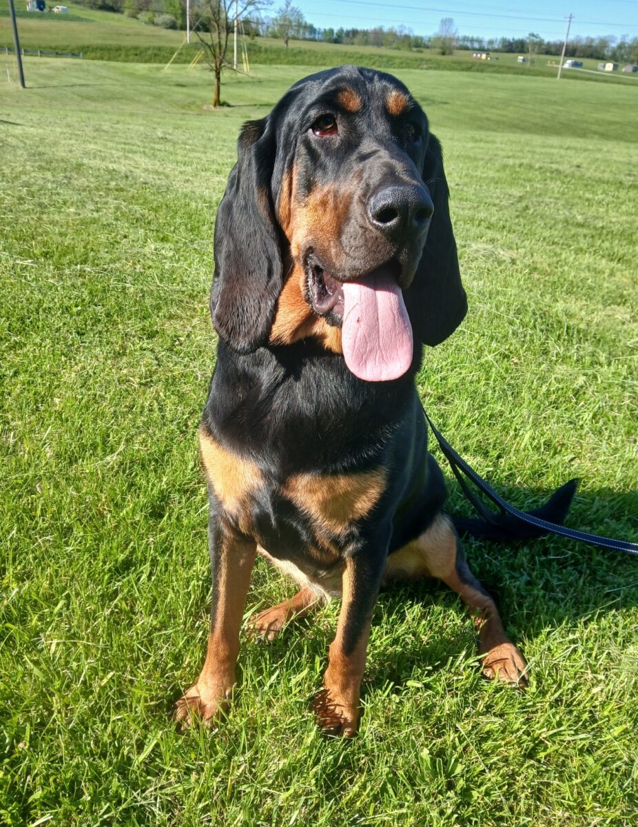 Dixie Roo (cell dog) - The Road Home Animal Project