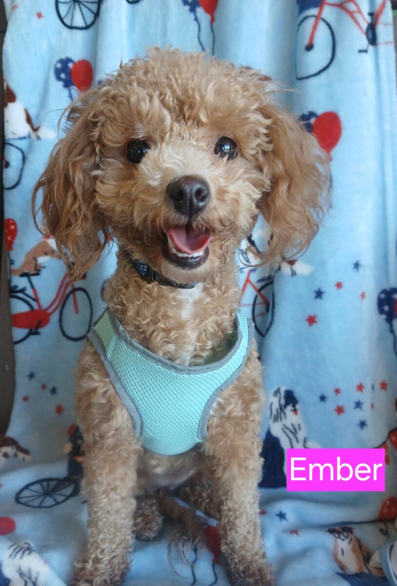 Ember - The Road Home Animal Project