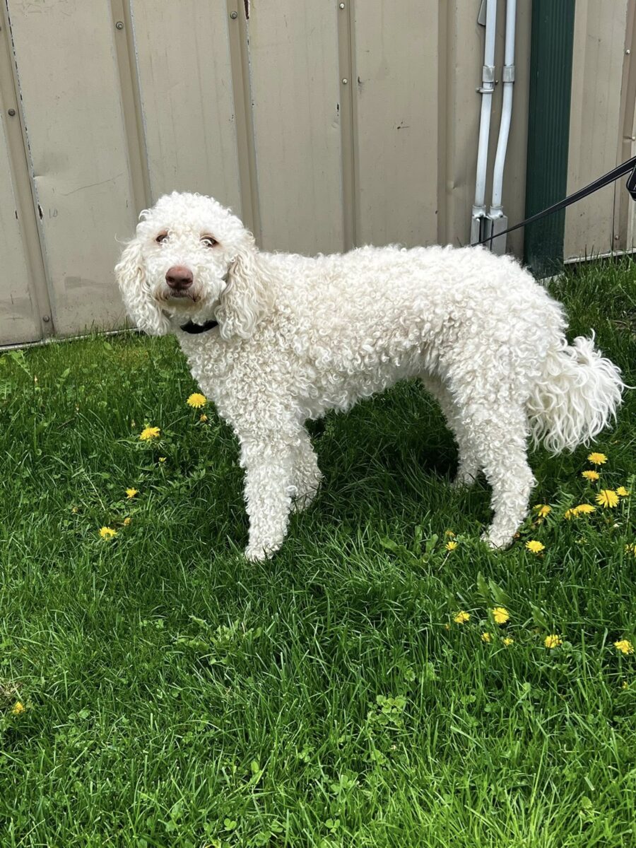Gracey Lou (cell dog) - The Road Home Animal Project