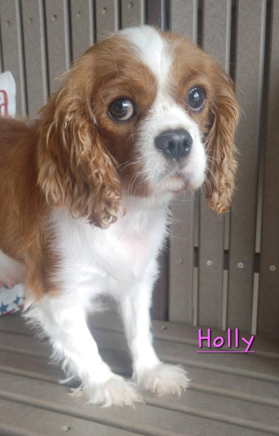 Holly - The Road Home Animal Project