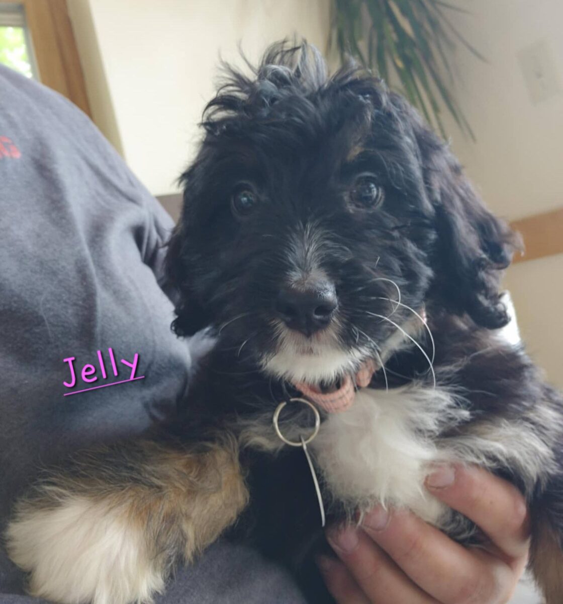 Jelly - The Road Home Animal Project