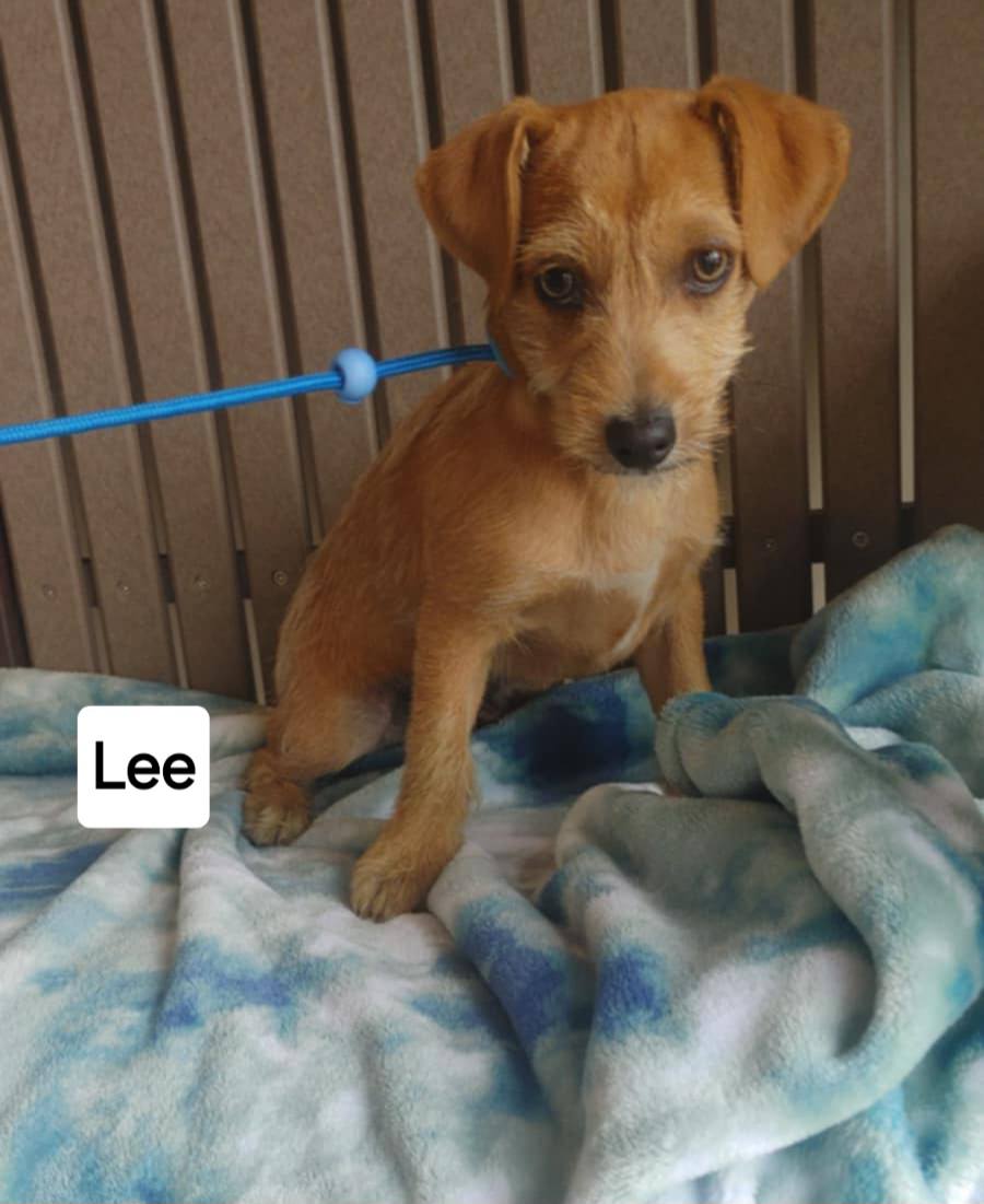 Lee - The Road Home Animal Project