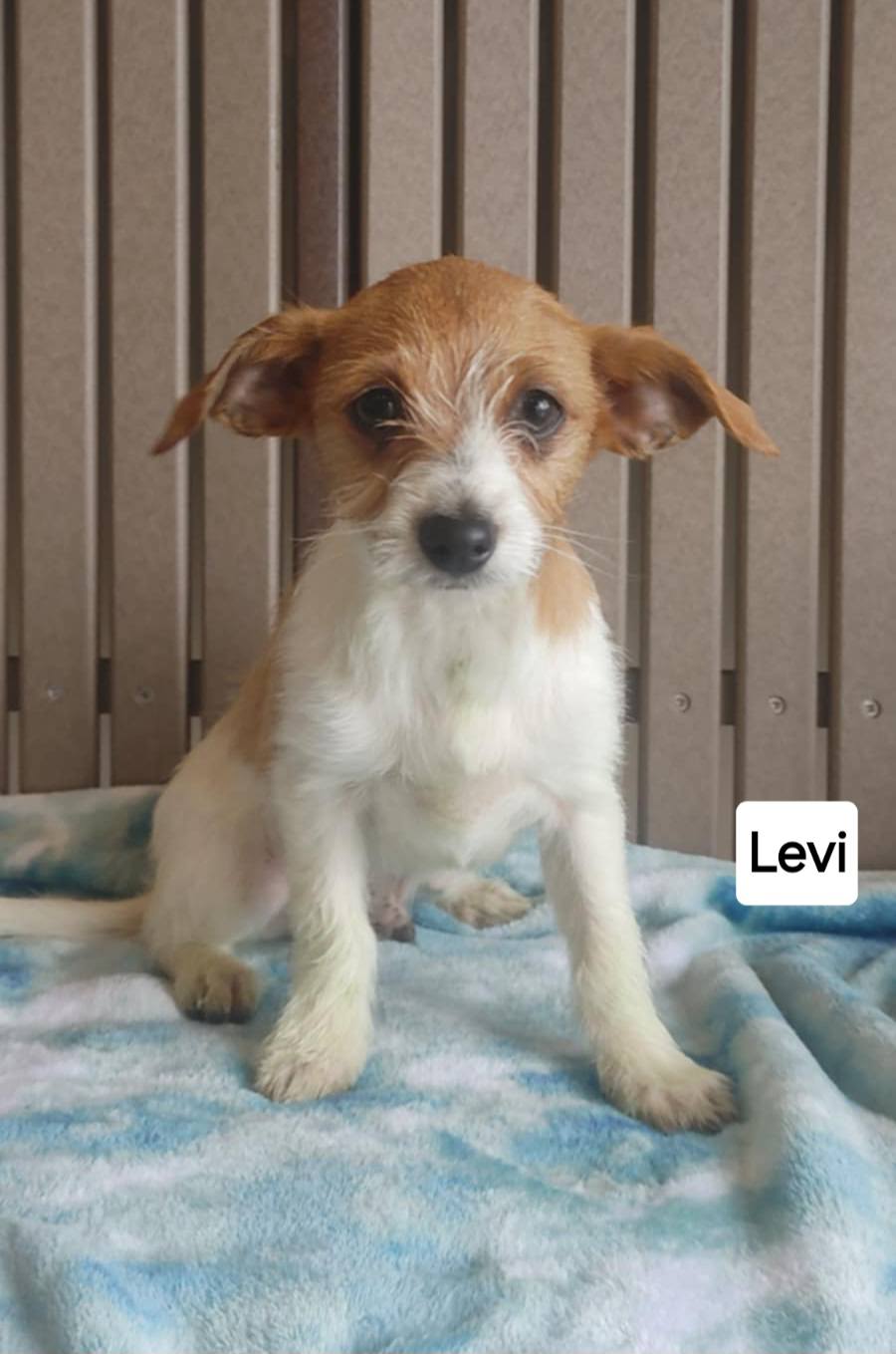 Levi - The Road Home Animal Project