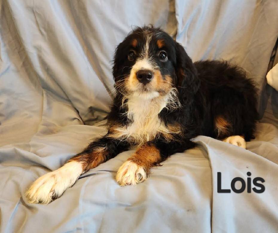 Lois - The Road Home Animal Project