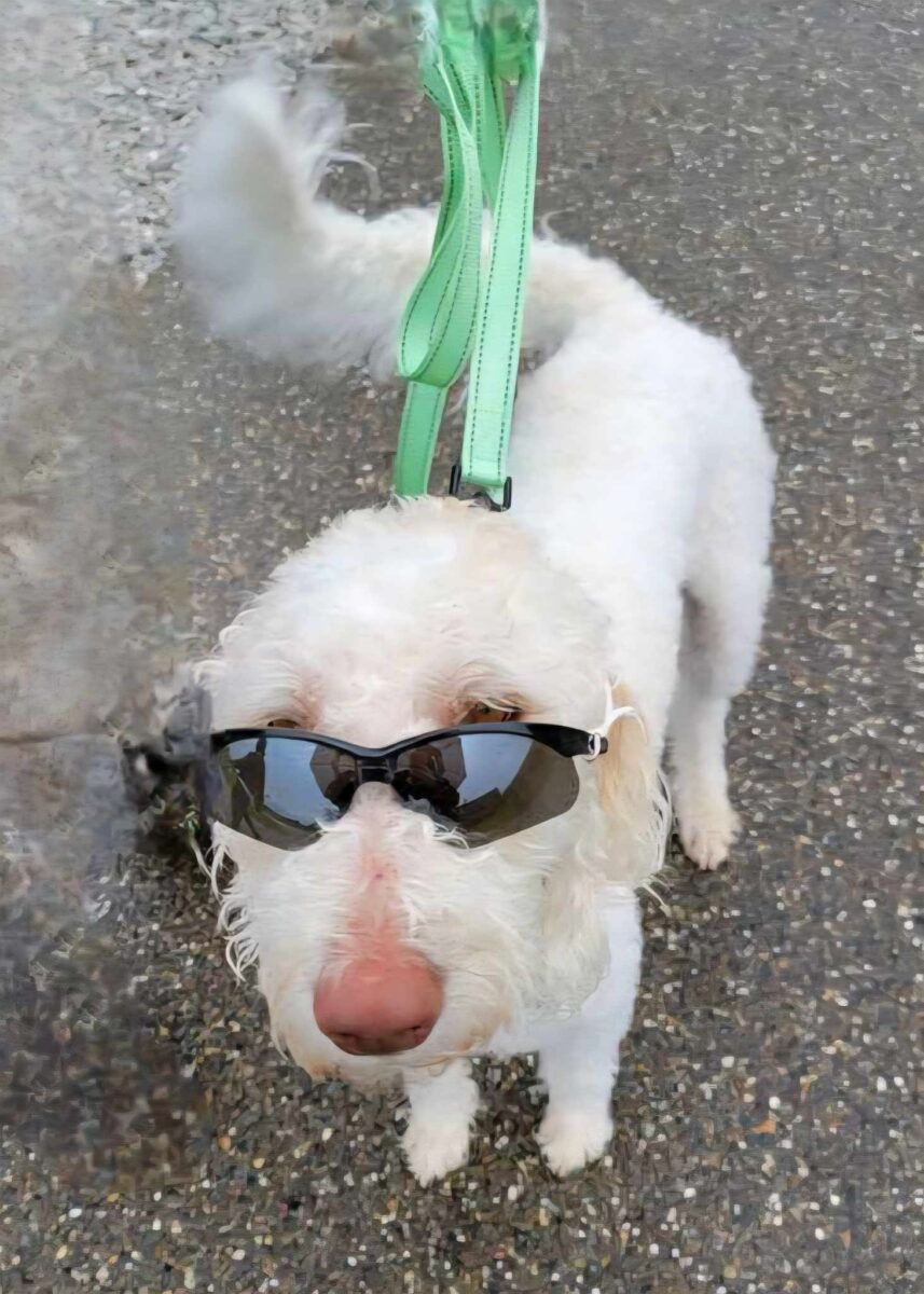 Marley Dawg (cell dog) - The Road Home Animal Project