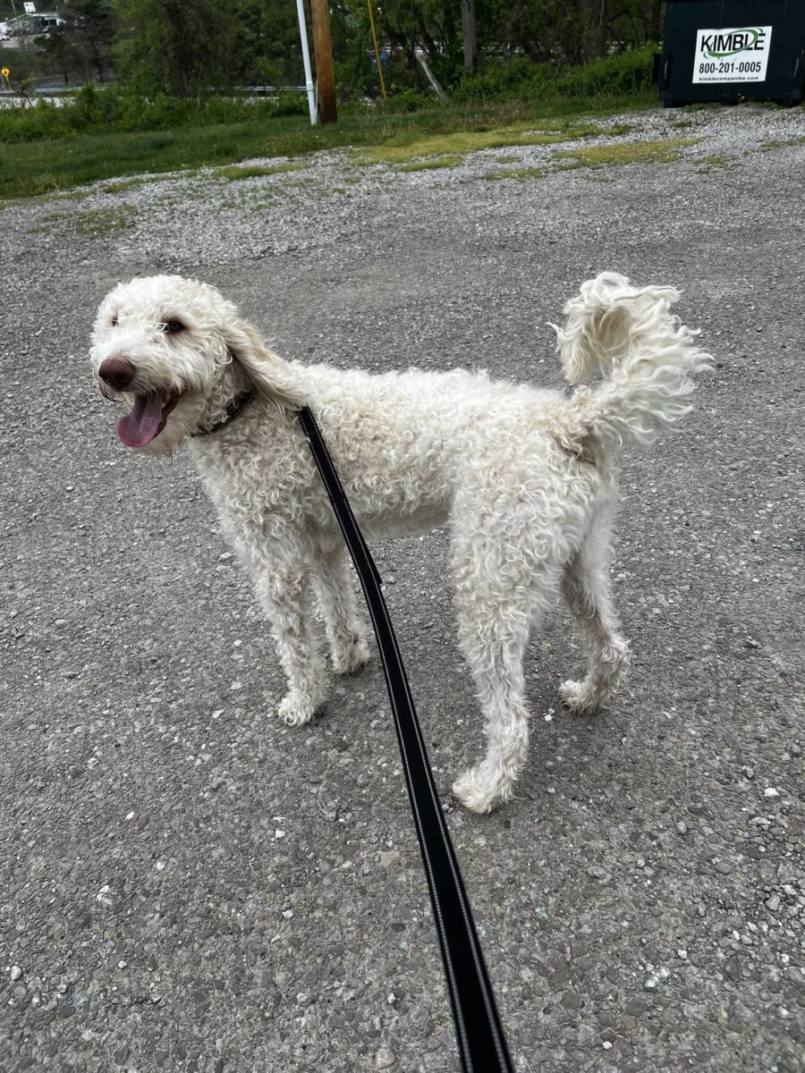 The Road Home Animal Project - Marley (cell dog)