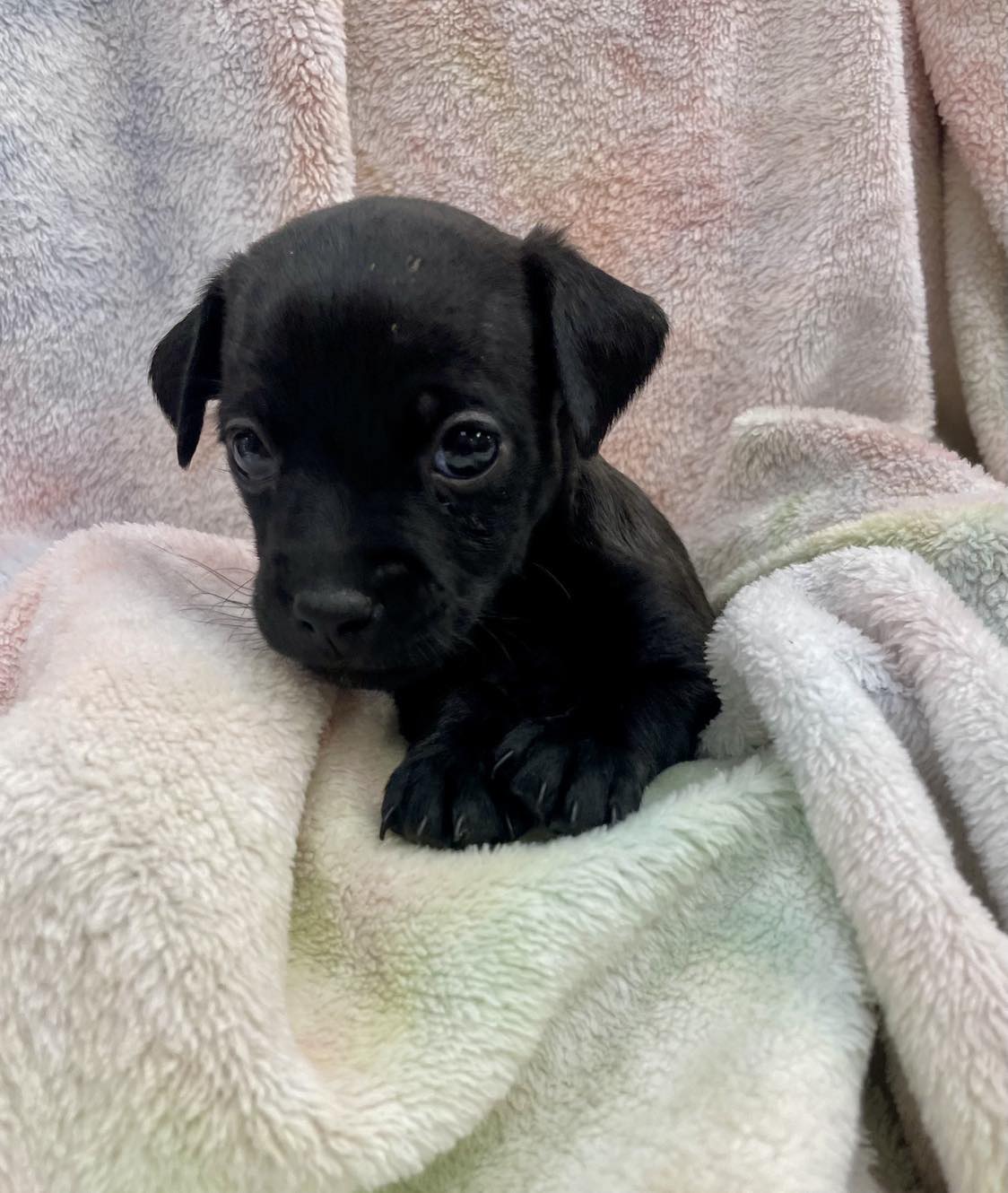 Matrix (too young but accepting applications) - The Road Home Animal Project