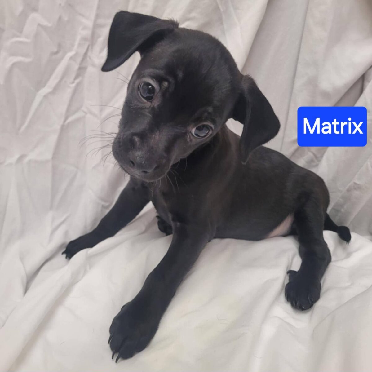 Matrix - The Road Home Animal Project