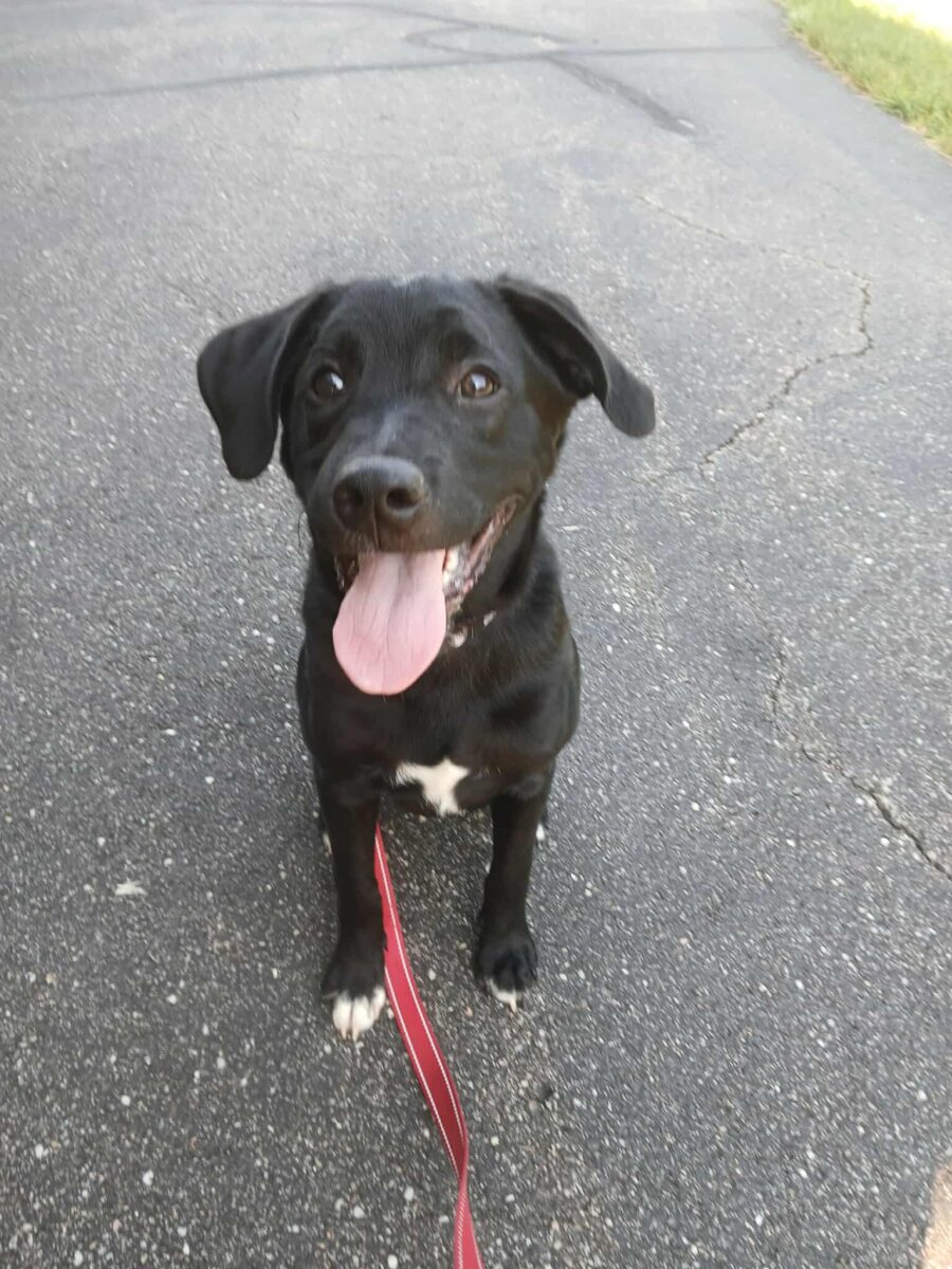 Neptune (cell dog) - The Road Home Animal Project