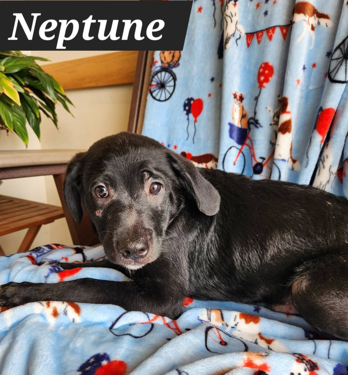 The Road Home Animal Project - Neptune (cell dog)