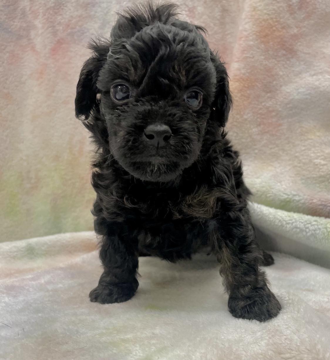 Sprinter (too young but accepting applications) - The Road Home Animal Project