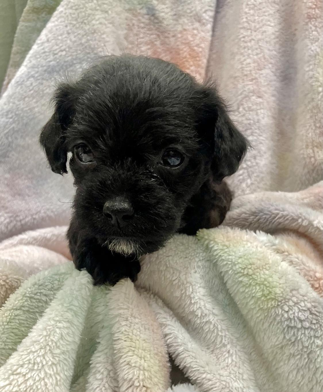 Tercel (too young but accepting applications) - The Road Home Animal Project