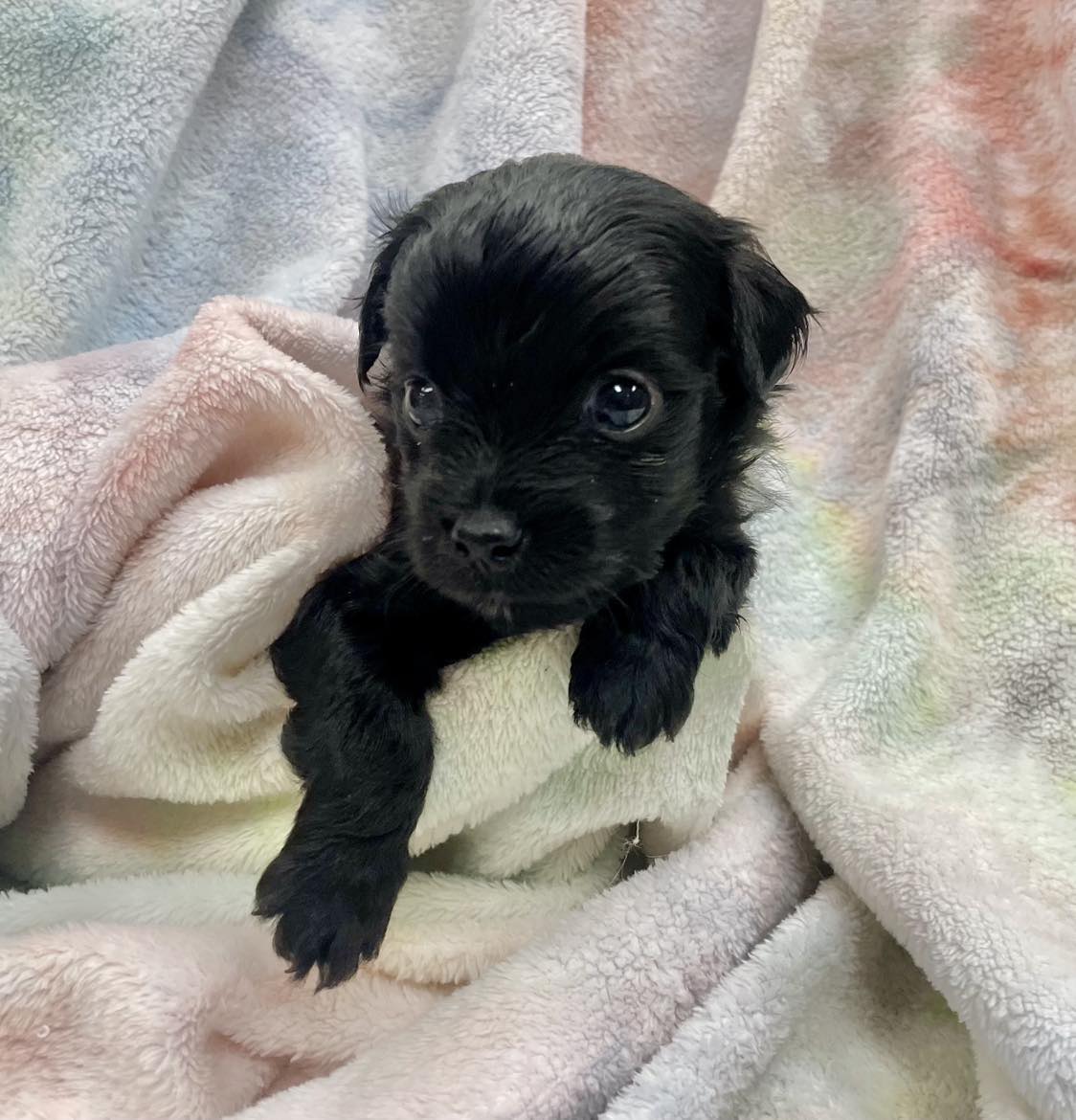 Windom (too young but accepting applications) - The Road Home Animal Project