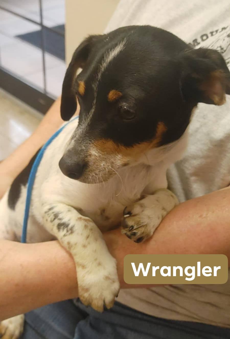 Wrangler - The Road Home Animal Project