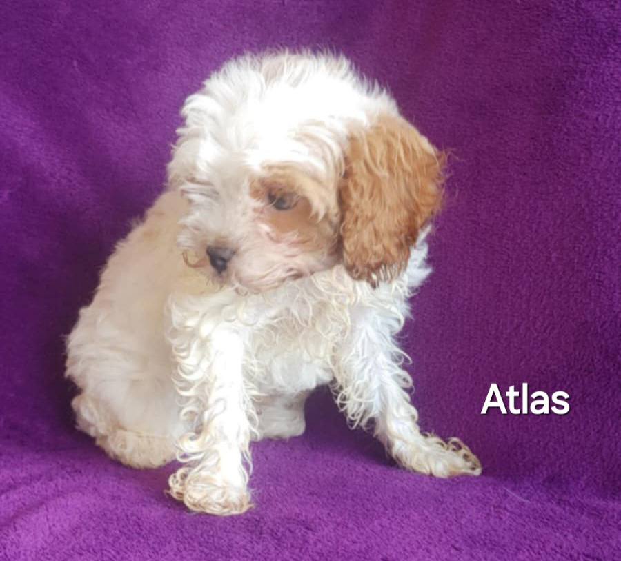 Atlas - The Road Home Animal Project