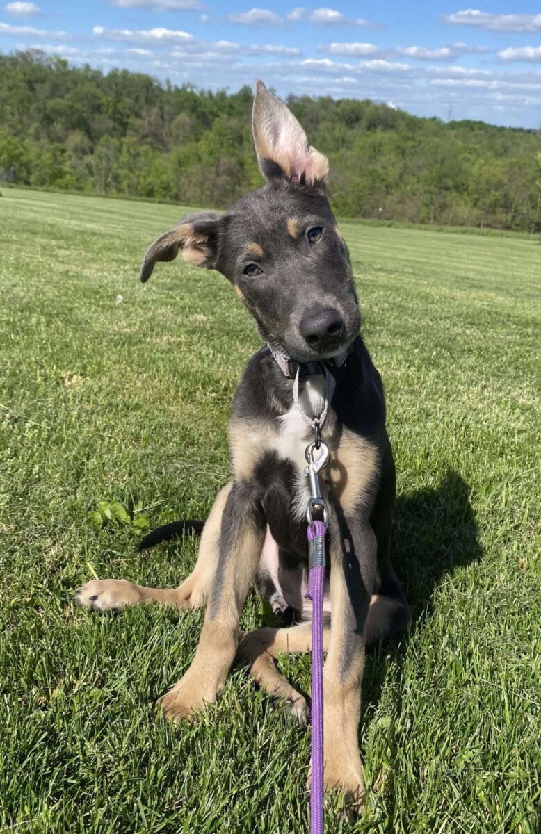 Carmella - The Road Home Animal Project