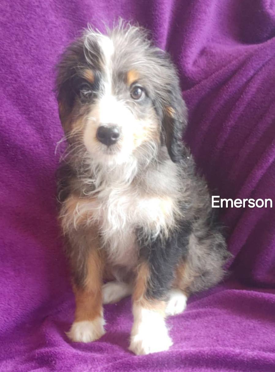 Emerson - The Road Home Animal Project