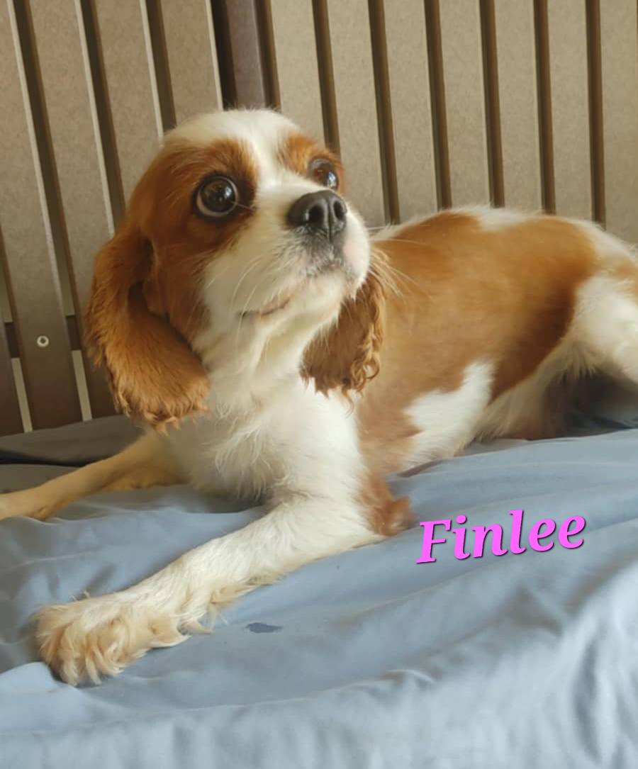 Finlee - The Road Home Animal Project