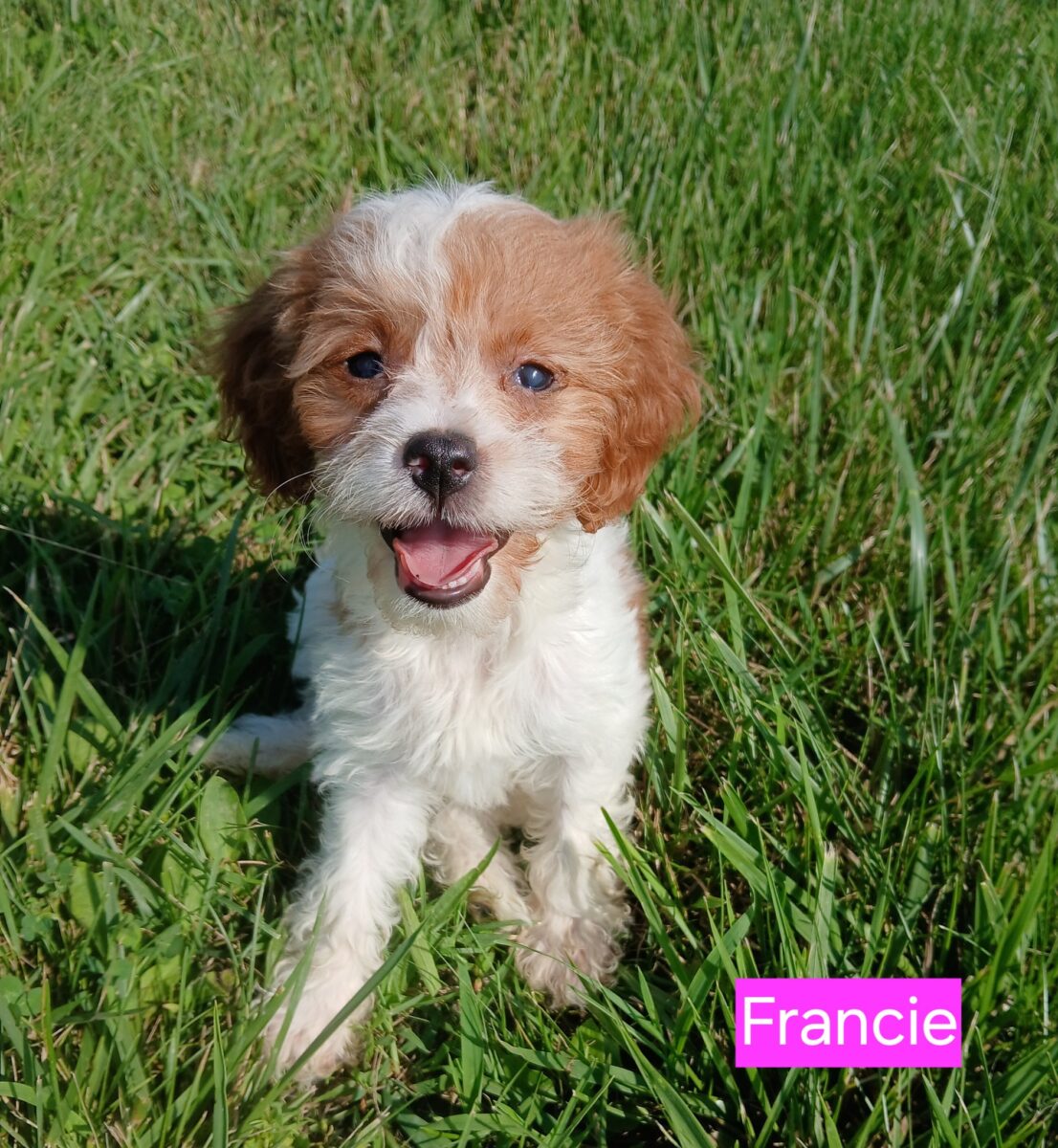 Francie - The Road Home Animal Project