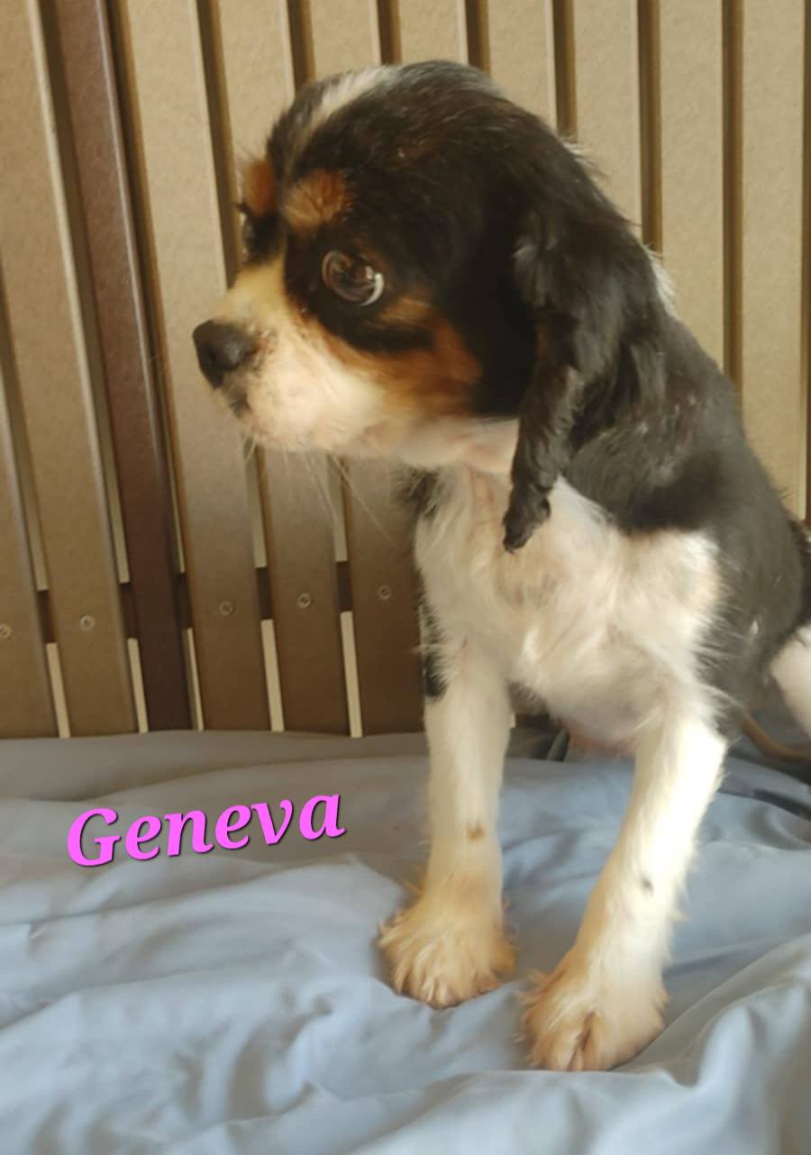 Geneva - The Road Home Animal Project