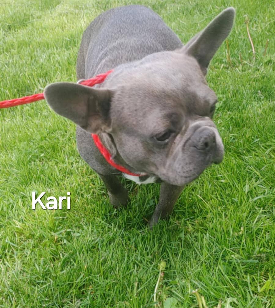 Kari - The Road Home Animal Project