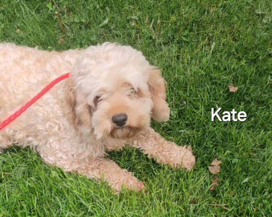 Kate - The Road Home Animal Project