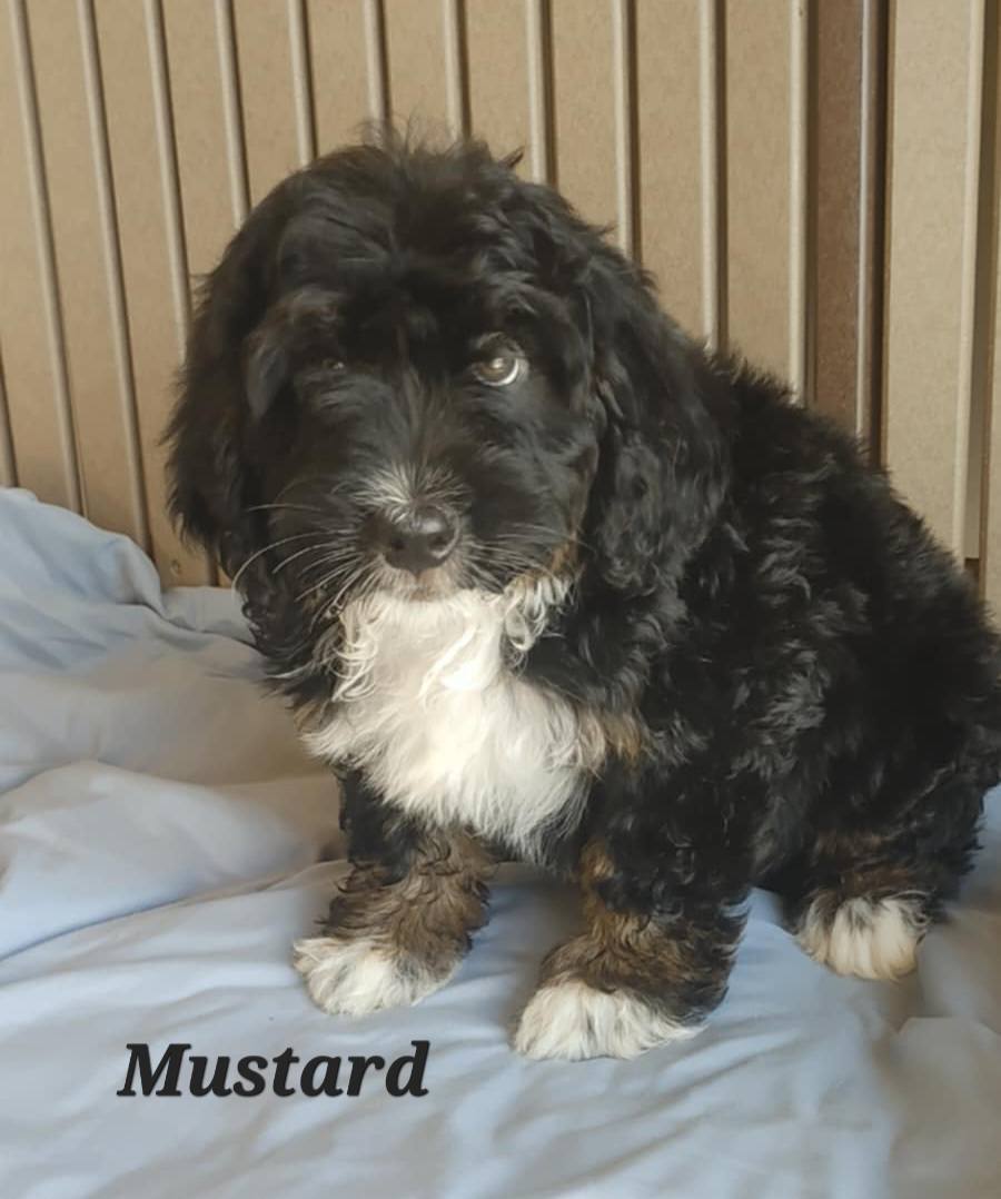 Mustard - The Road Home Animal Project